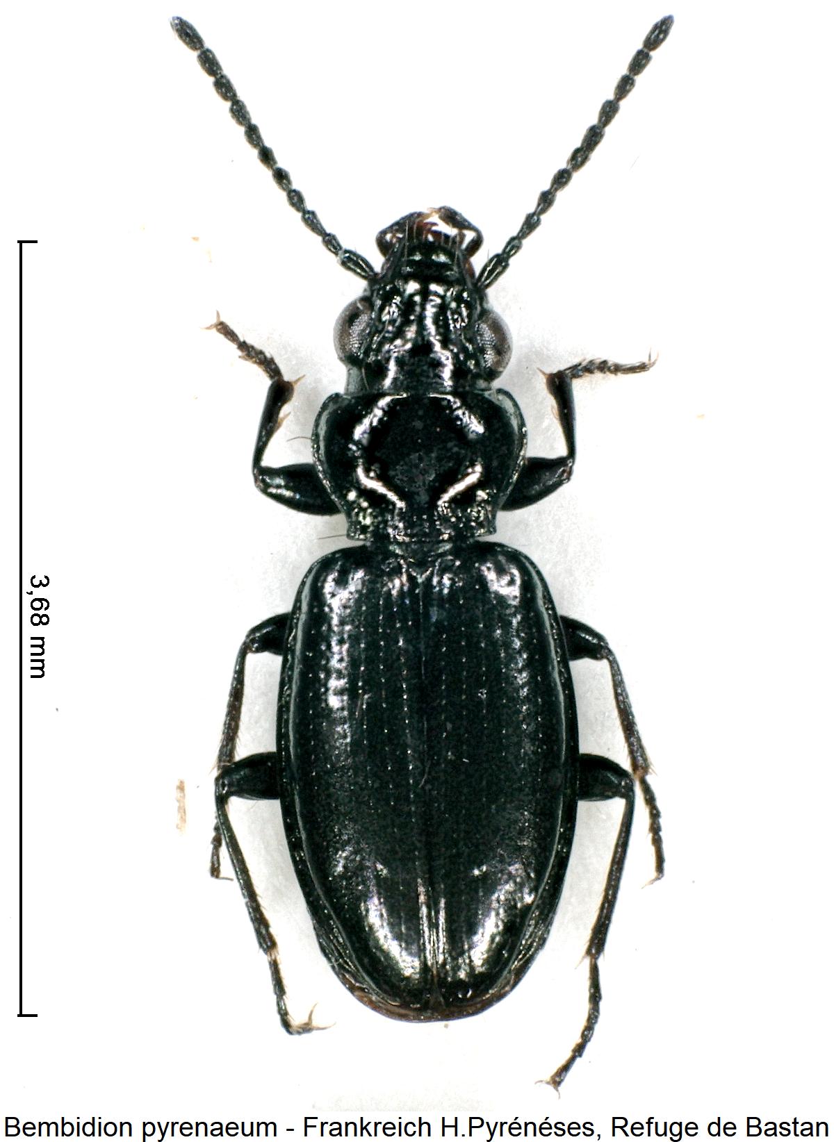 bembidion_pyrenaeum_hab.jpg