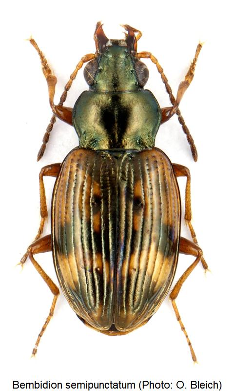 bembidion_semipunctatum_hab1.jpg