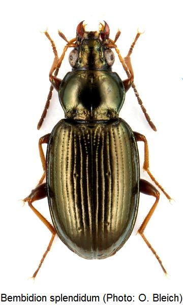 bembidion_splendidum_hab.jpg