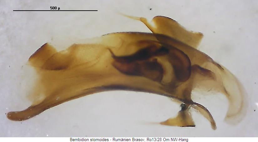 bembidion_stomoides.jpg