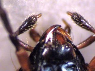 bembidion_taster.jpg