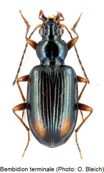 bembidion_terminale_hab.jpg