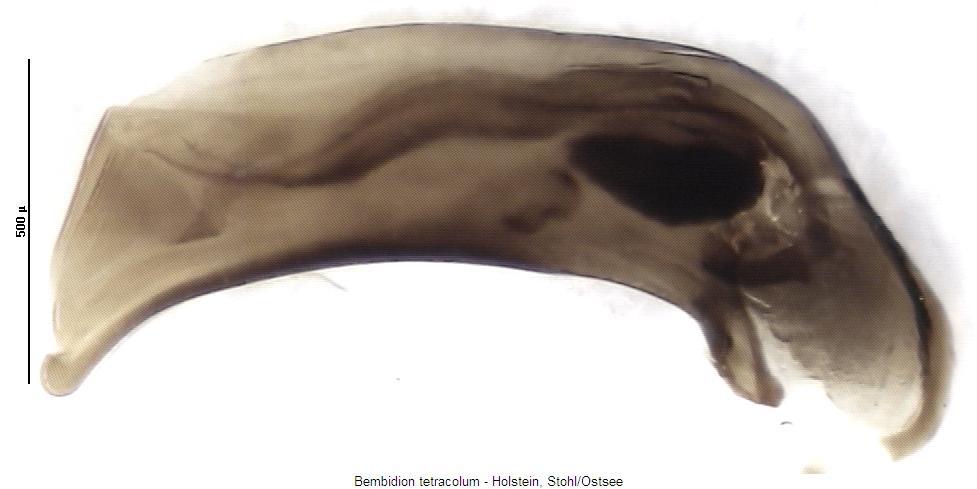 bembidion_tetracolum.jpg
