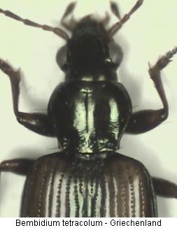 bembidion_tetracolum_vk.jpg