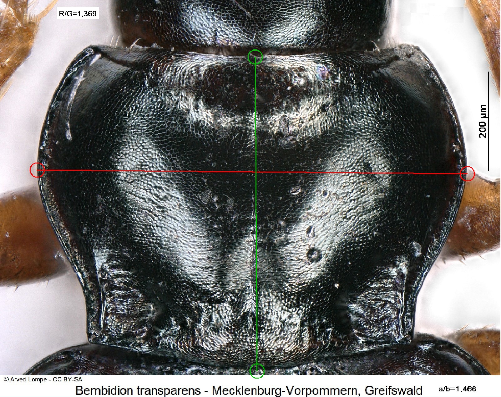 bembidion_transparens_ck931_hsch-m.jpg