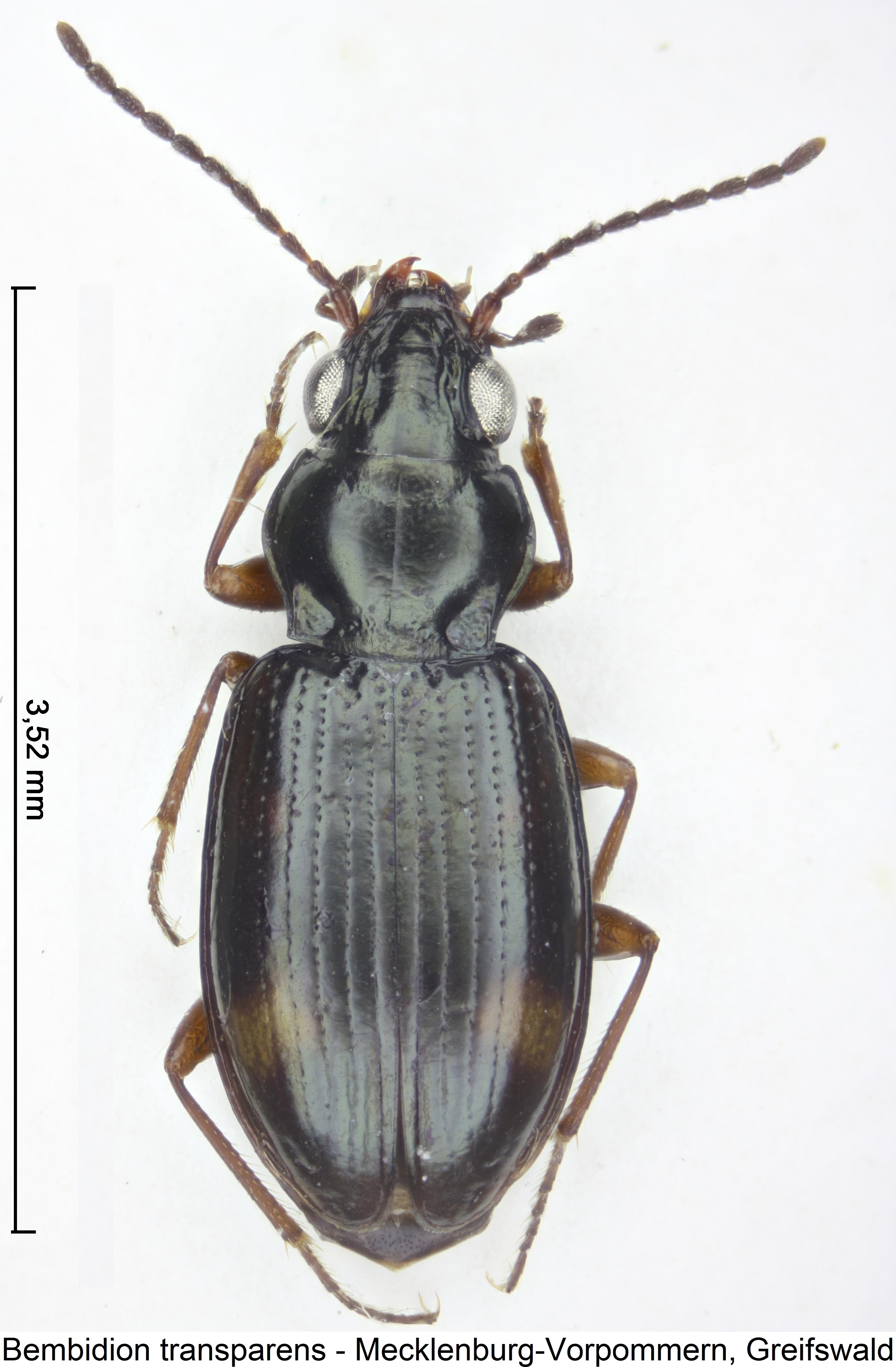 bembidion_transparens_hab.jpg