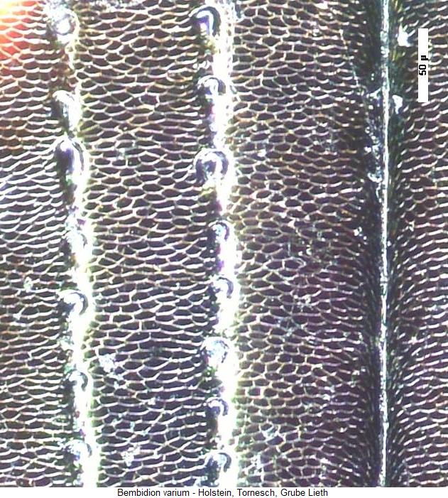 bembidion_varium_ms.jpg