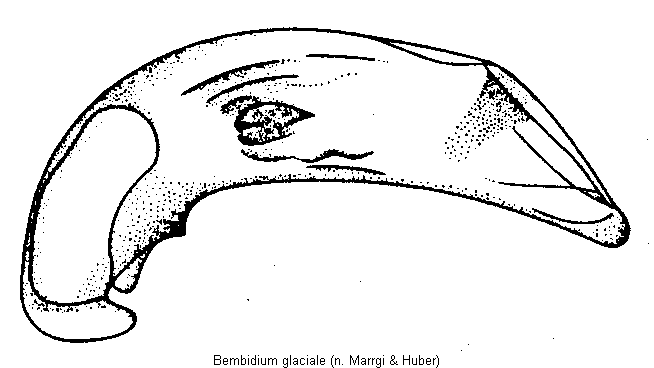 bembidium_glaciale.gif