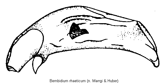bembidium_rhaeticum.gif
