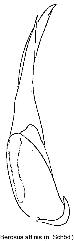 berosus_affinis.gif