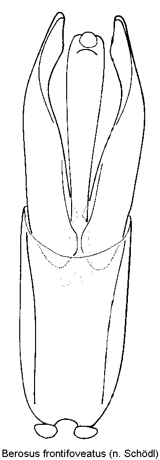 berosus_frontifoveatus.gif