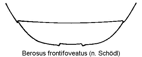 berosus_frontifoveatus_ster.gif