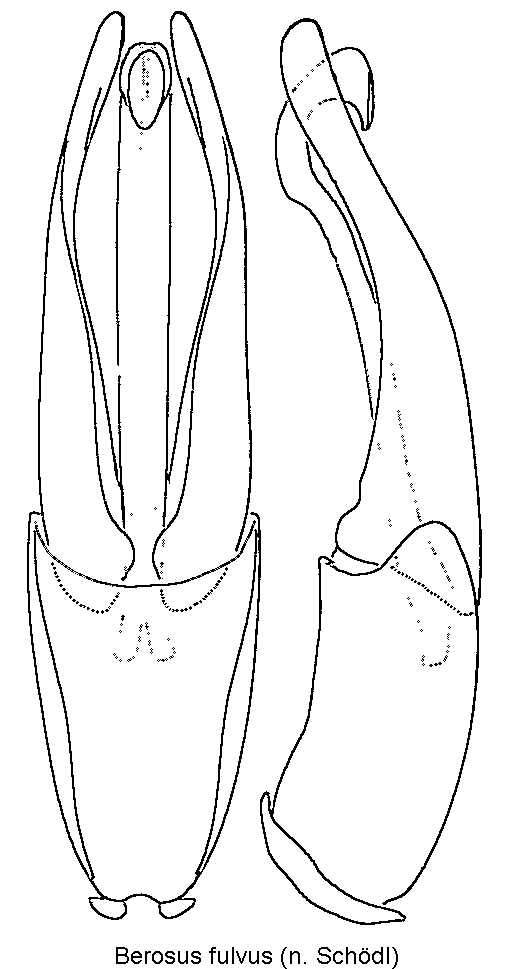 berosus_fulvus.gif