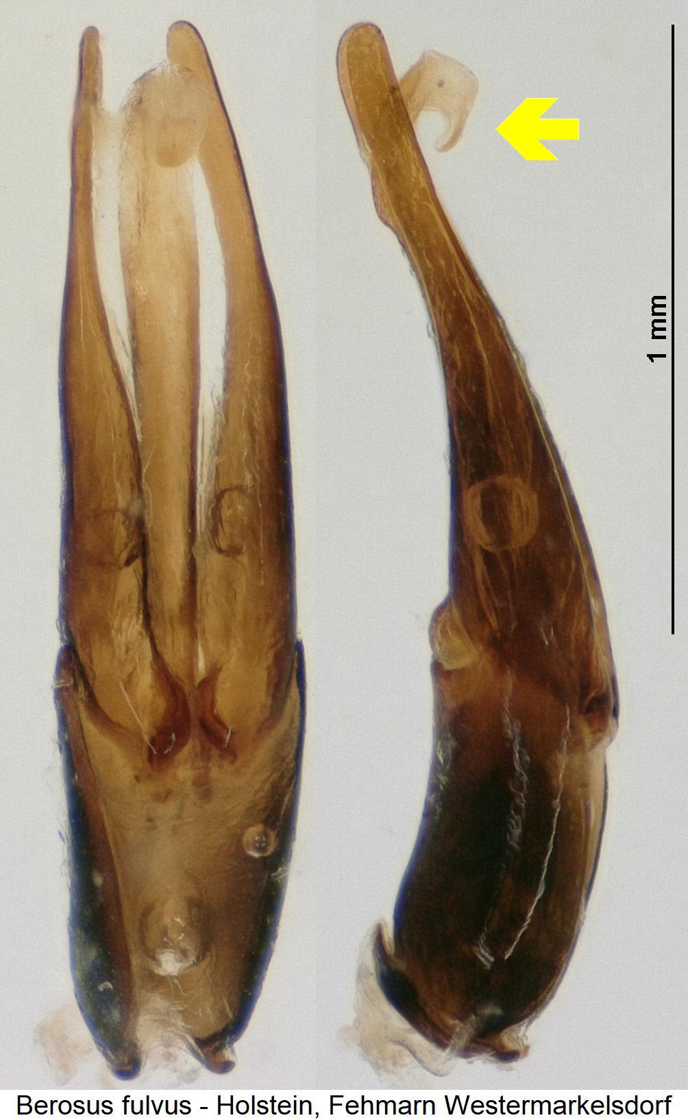 berosus_fulvus.jpg