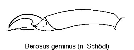 berosus_geminus_vtr.gif
