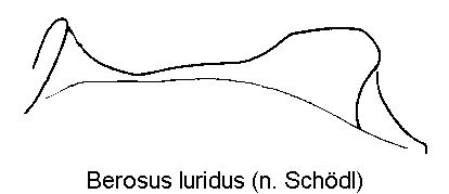 berosus_luridus_mbr.gif