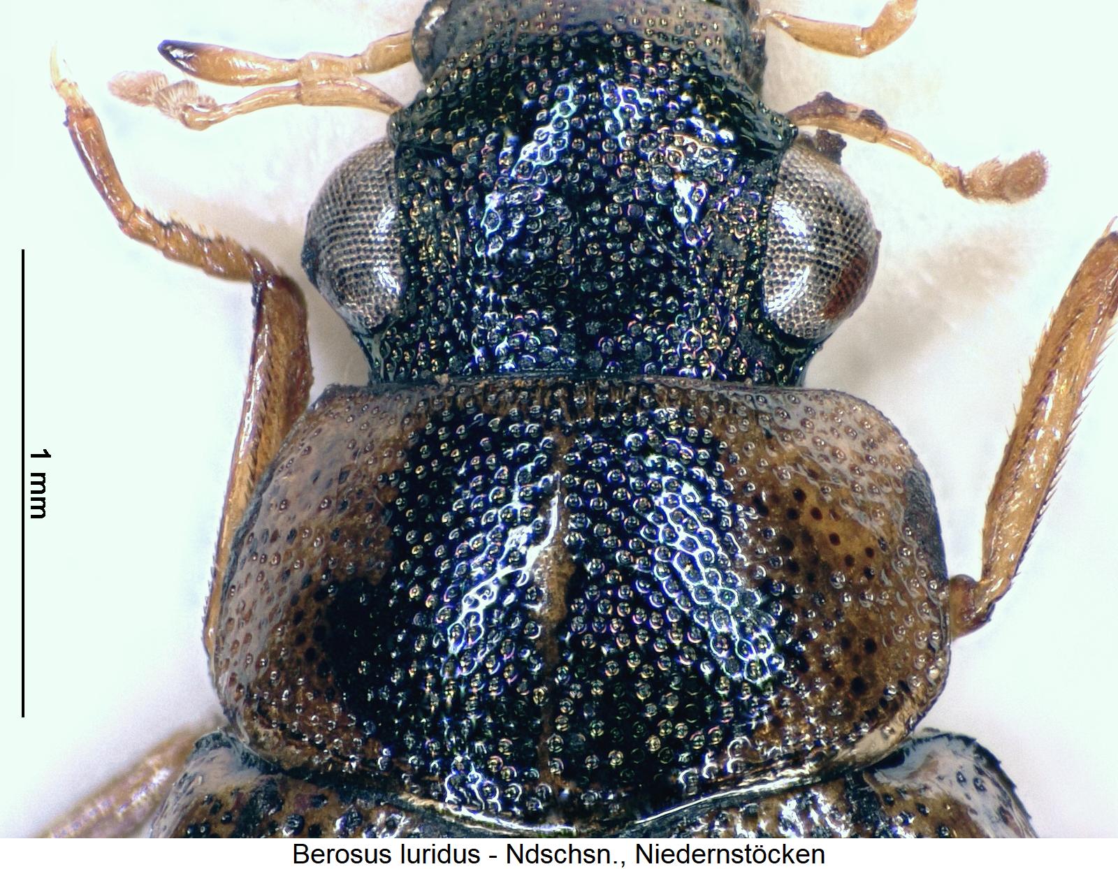 berosus_luridus_vk.jpg