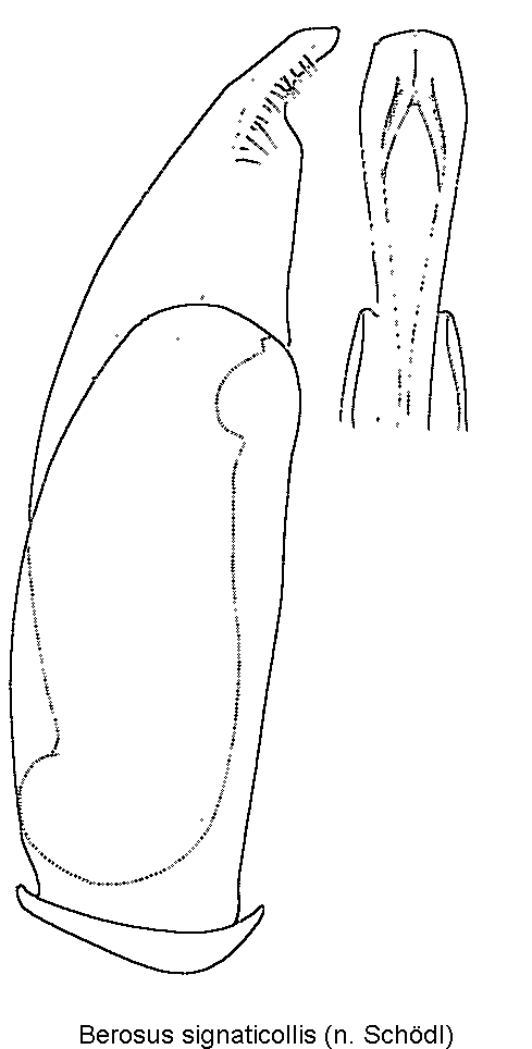 berosus_signaticollis.gif