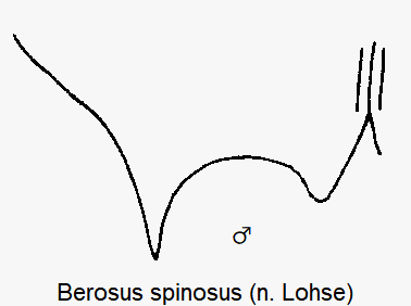 berosus_spinosus_fld.gif