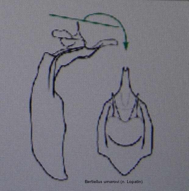 bertiellus_umarovi_aed.jpg
