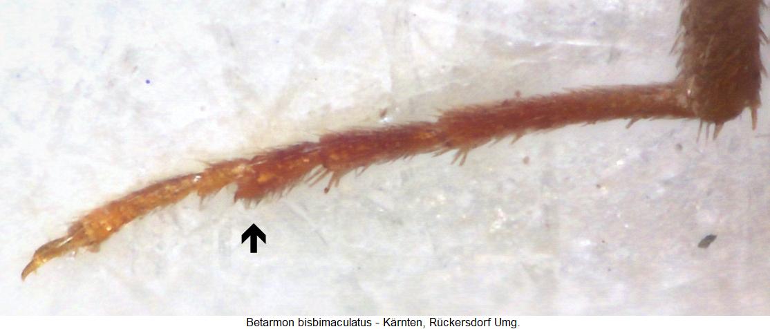 betarmon_bisbimaculatus_htr.jpg