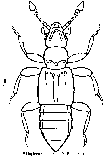 bibloplectus_ambiguus_hab.gif