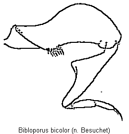 bibloporus_bicolor_mb.gif