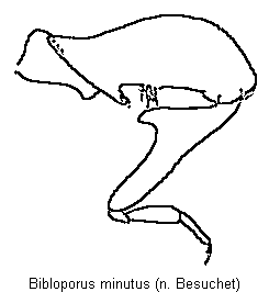 bibloporus_minutus_mb.gif