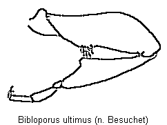 bibloporus_ultimus_mb.gif