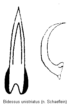 bidessus_unistriatus.gif