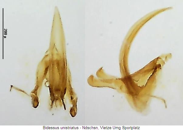 bidessus_unistriatus.jpg