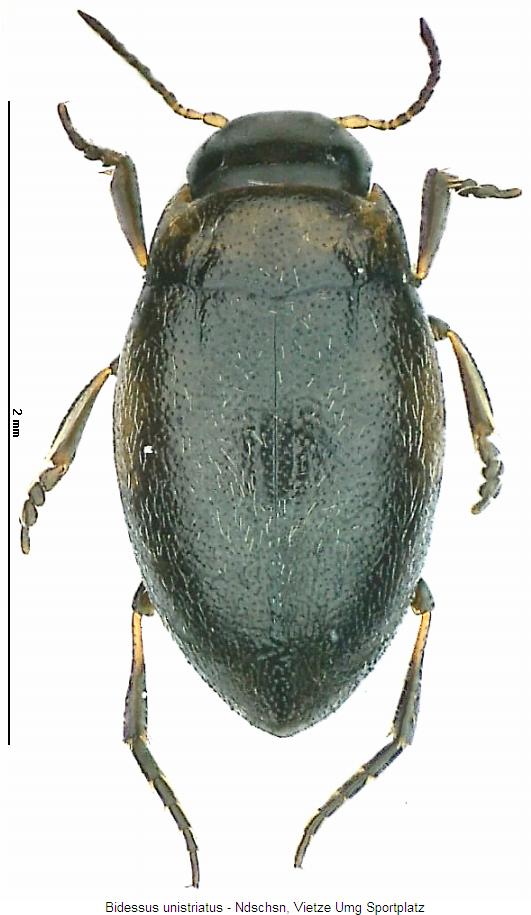 bidessus_unistriatus_hab.jpg