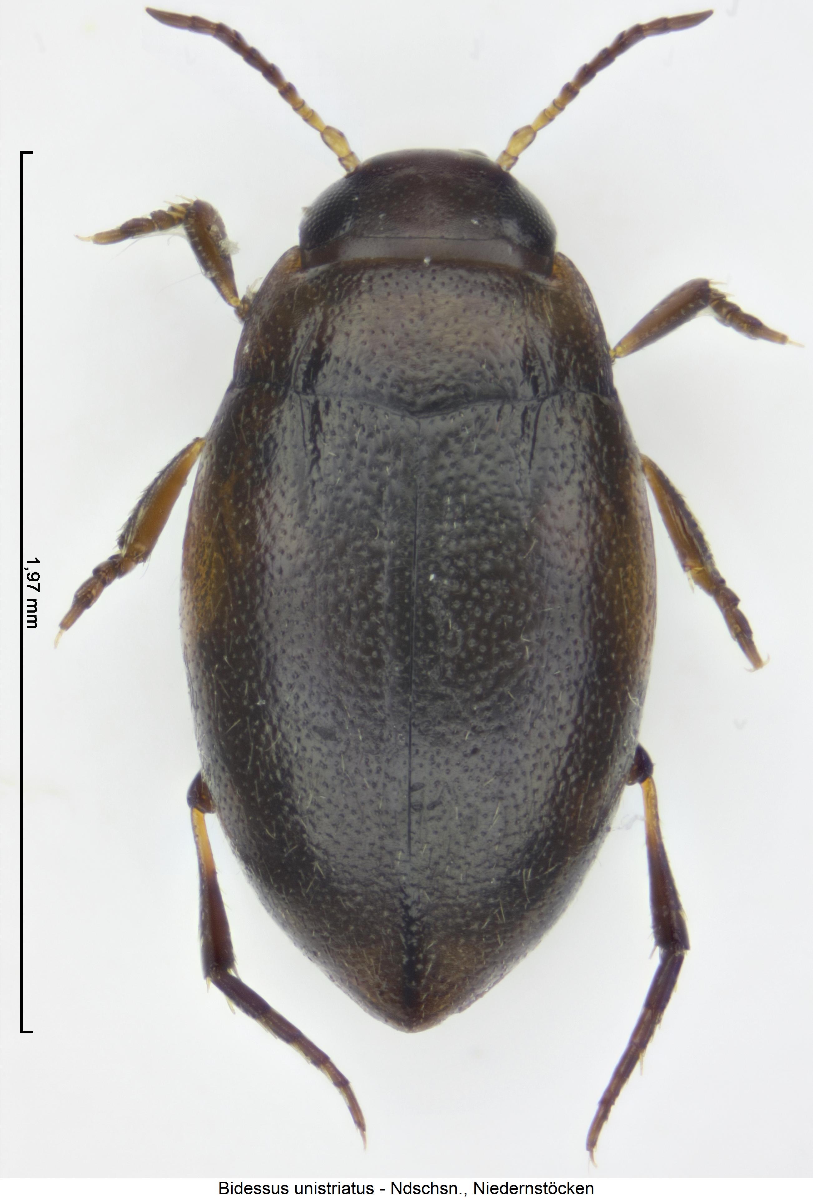 bidessus_unistriatus_hab1.jpg