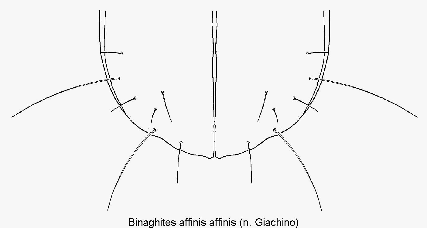 binaghites_affinis_dec.gif