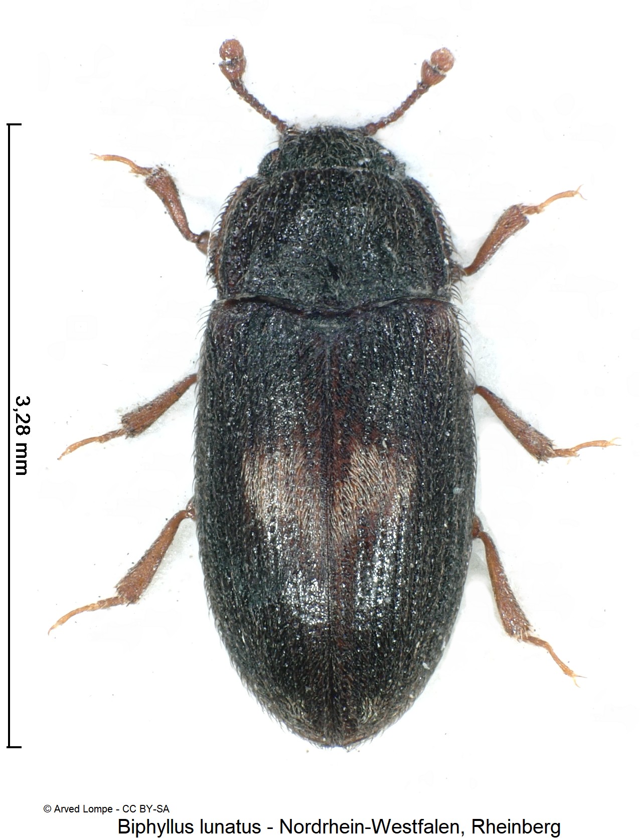biphyllus_lunatus_ck24952_hab.jpg
