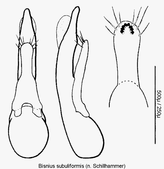 bisnius_subuliformis.gif