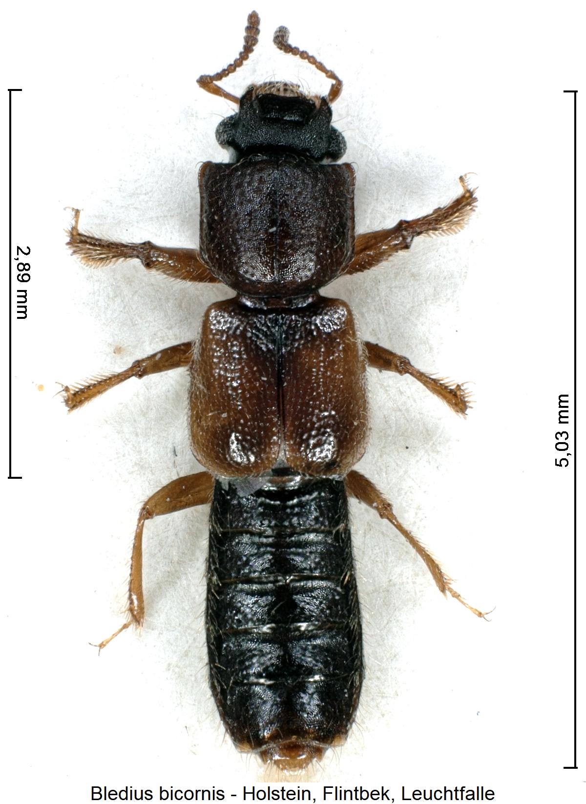bledius_bicornis_hab.jpg