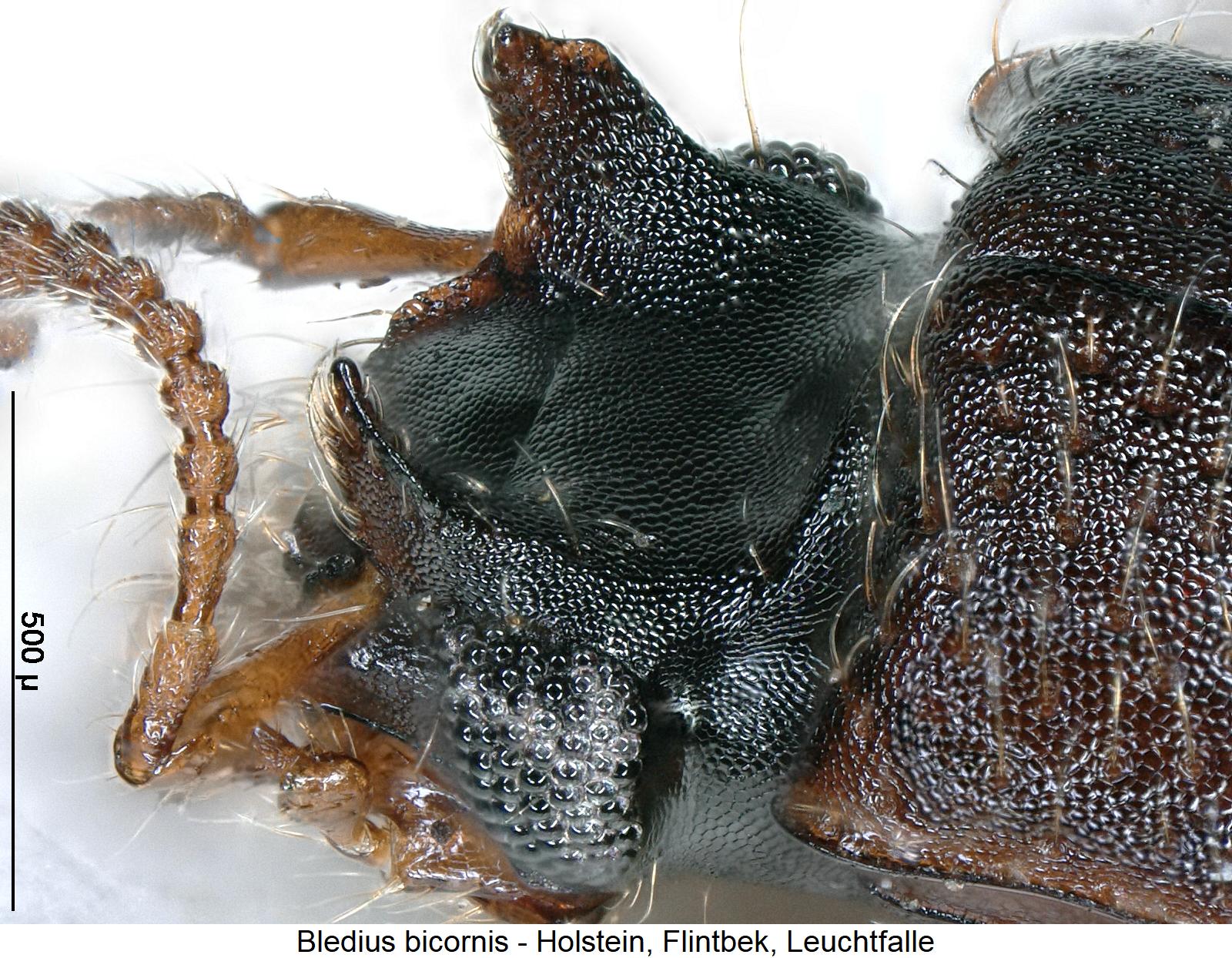 bledius_bicornis_k2.jpg