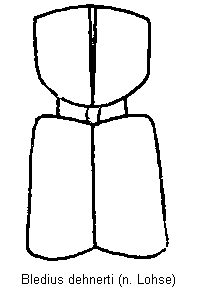 bledius_dehnerti_vk.gif
