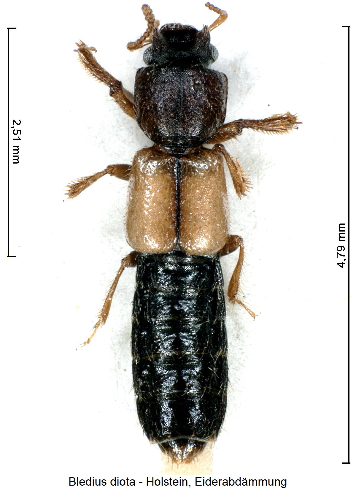 bledius_diota_hab.jpg