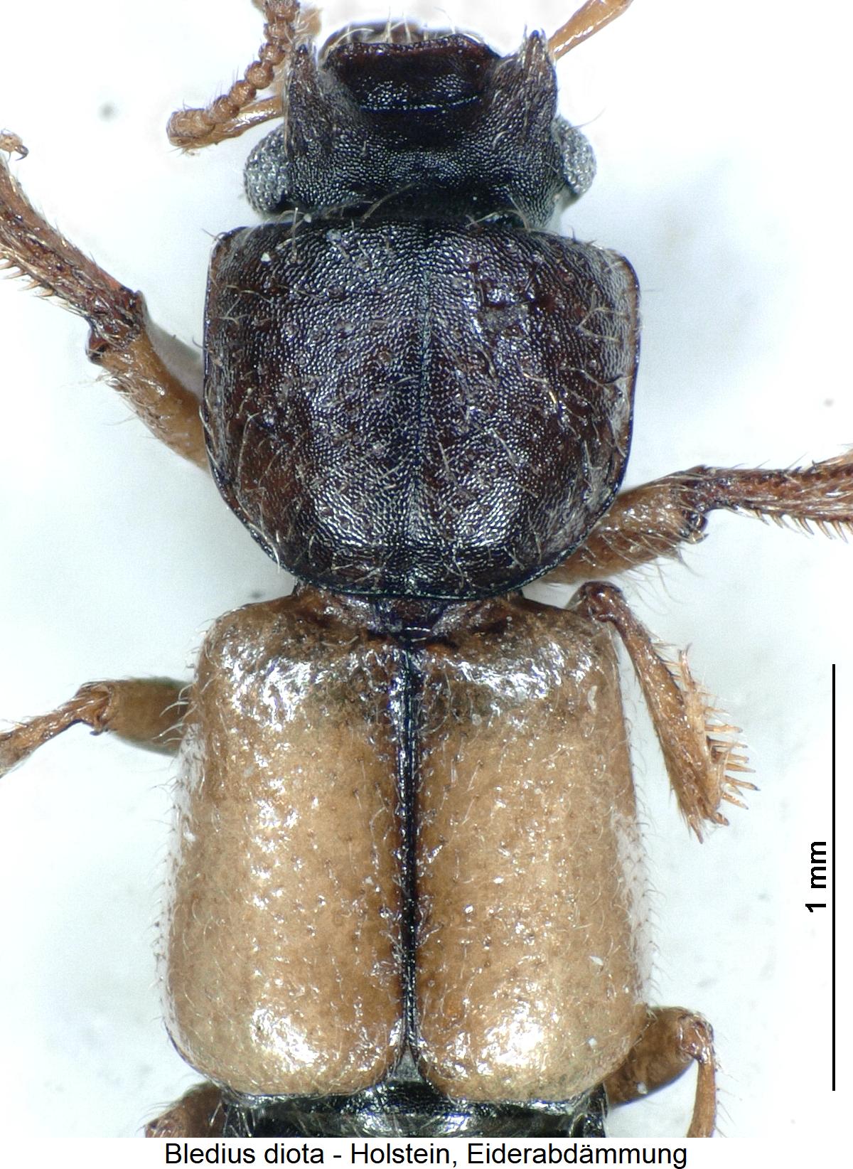 bledius_diota_vk.jpg