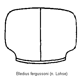 bledius_fergussoni_hsch.gif