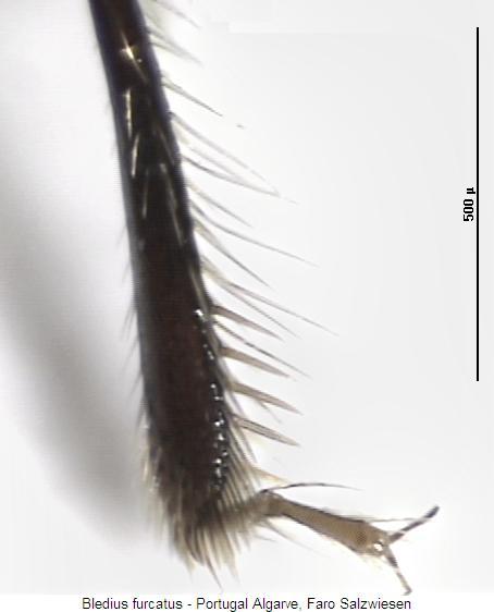 bledius_furcatus_hschn.jpg