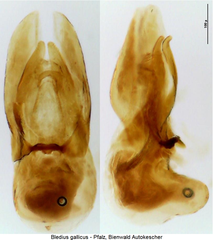 bledius_gallicus.jpg