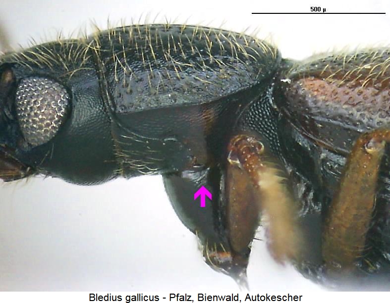 bledius_gallicus_sa.jpg