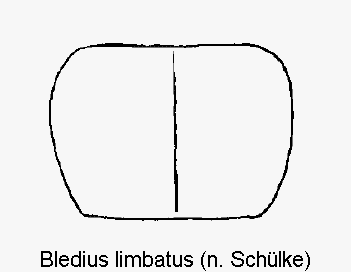 bledius_limbatus_hsch.gif
