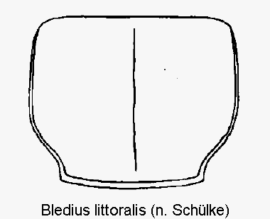 bledius_littoralis_hsch.gif