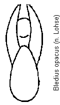 bledius_opacus.gif