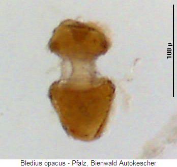bledius_opacus_sperm.jpg