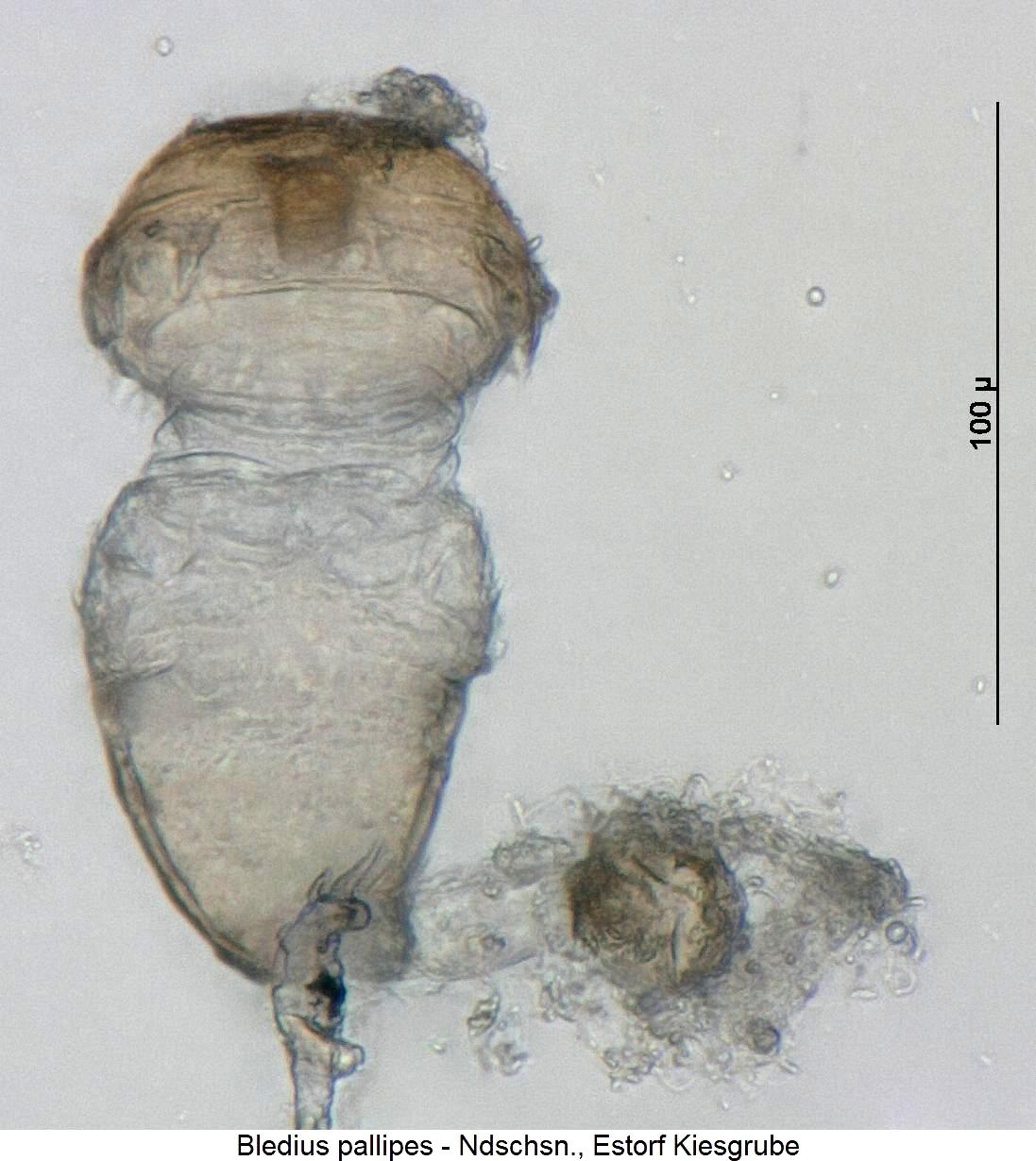 bledius_pallipes_sperm.jpg